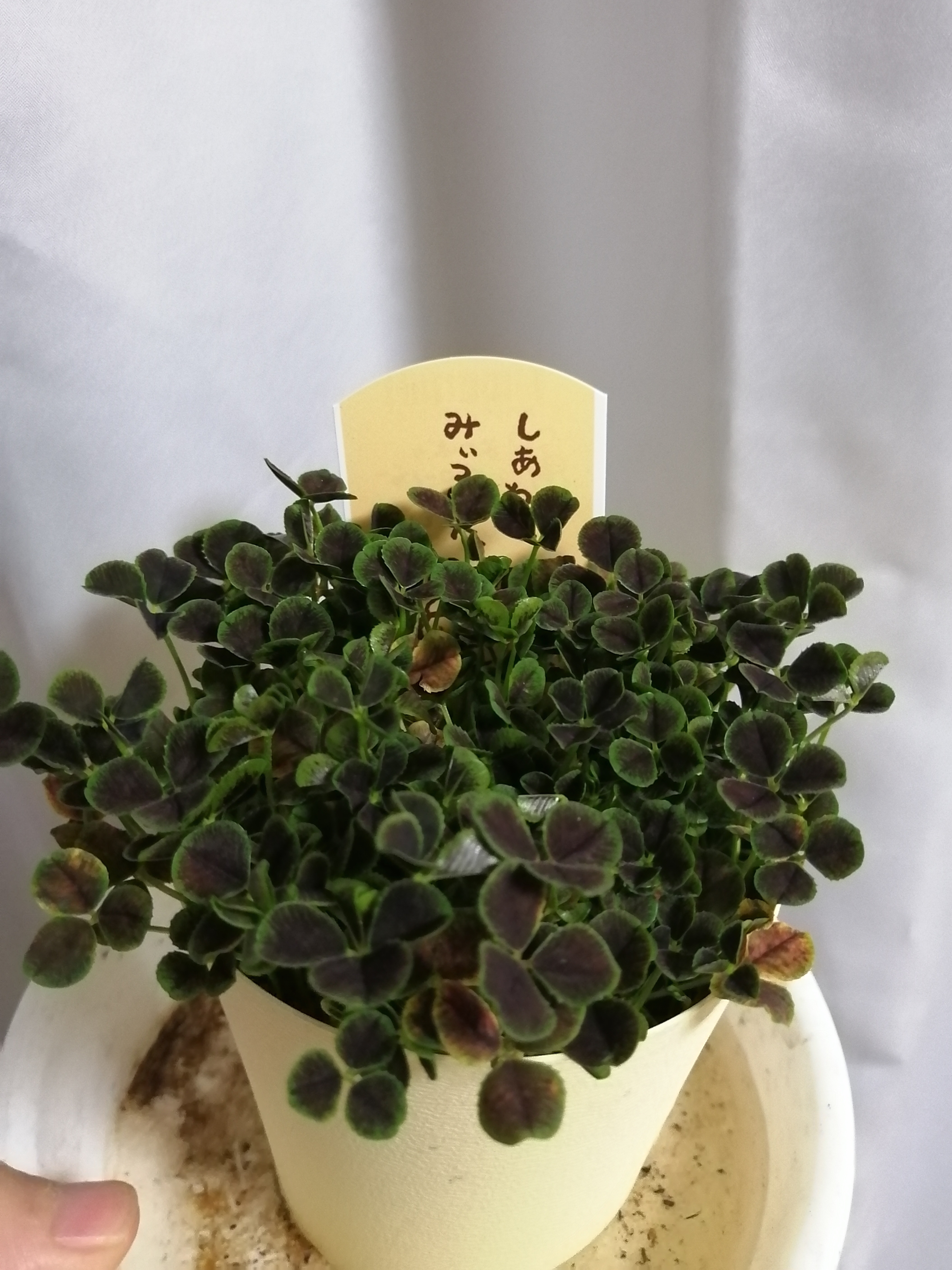 保護中: 四つ葉のクローバーって知ってる？